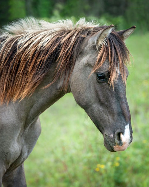 Ojibwe-Spirit-Horses-2