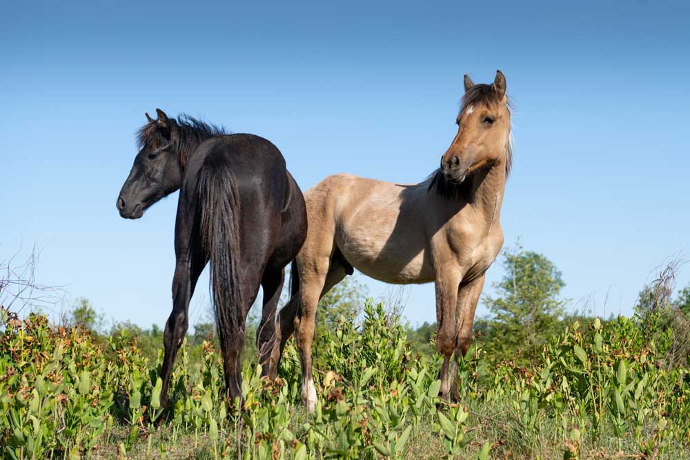 Ojibwe-Spirit-Horses-3